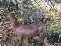 Cabra, Nubian Goat — foto 8