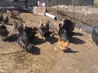 Turkeys — 写真 2