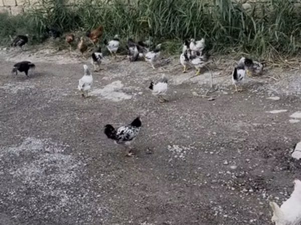 Chickens