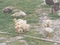 Ducks — foto 5