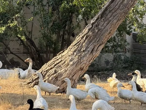 Ducks — Ozarbayjon