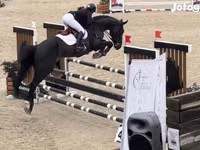 Caballo, Belgian warmblood horse — foto 3