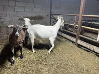 Ешкі, Kamori goats — 6-сурет