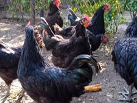 Chickens — 写真 5
