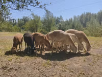 Baran, Afghan Arabi sheep — zdjęcie 3