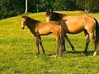 კვიცი, Black Sea breed — ფოტო 8