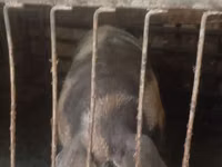 नर सूअर, सूअर — फ़ोटो 1