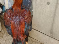 Chickens — Foto 2