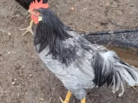 Chickens — 照片 7