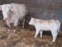 Byk, Charolais cattle — zdjęcie 5