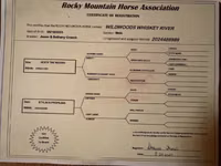 குதிரை, Rocky Mountain Horse — புகைப்படம் 7
