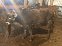 காளை, Swiss cattle — புகைப்படம் 7