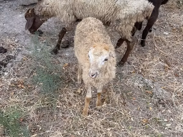 Beran, Ovce — Ázerbájdžán