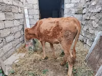 ძროხა, მსხვილფეხა რქოსანი — ფოტო 4
