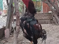 Chickens — Foto 5
