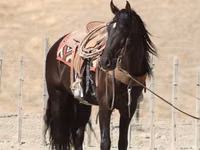 ცხენი, Friesian — ფოტო 6