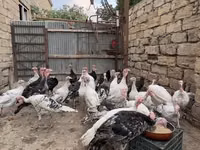 Turkeys — 3-rasm