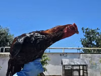 Chickens — foto 1
