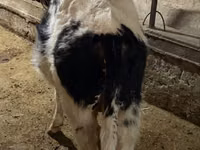 Býk, Russian Black pied cattle — foto 3