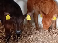 Bovins (lot, sexe non indiqué), Russian Black pied cattle — photo 2