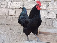 Australorp — foto 7