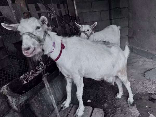 Echki, Saanen goat