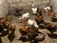 Chickens — Foto 2