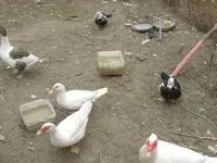 Ducks — photo 3