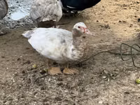 Ducks — zdjęcie 6