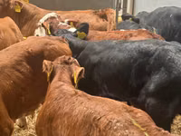 أبقار (دفعة، الجنس غير محدد), Simmental cattle — الصورة 3