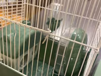 Hamster ucun qefes satilir, elave oyuncaqlar da var. Icini deyismek — الصورة 4