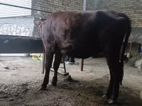 Krowa, Kalmucka rasa — zdjęcie 5