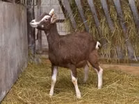 Keçi, Toggenburg goat — foto 1