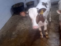 Krava, Simmental cattle — foto 1