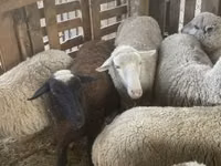 Koyun, Blackheaded Persian sheep — foto 3