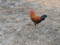 Chickens — photo 1