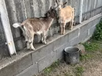 Koza, Alpine goat — zdjęcie 4