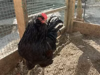 Chickens — 3-сурет