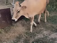 Krowa, Bydło — zdjęcie 4