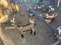 Oğlak, Nigerian dwarf goats — foto 4