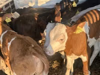 牛（ロット、性別未指定）, Simmental cattle — 写真 1