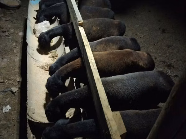 羊（ロット、性別未指定）, Hissar sheep