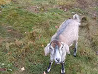 Goat, Goats — photo 2