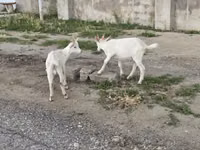Cabra, Cabras — foto 8