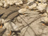 Deutscher Pekin — Foto 6