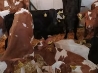 Skot (série, pohlaví neuvedeno), Simmental cattle — foto 7