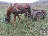 Cavalo, Cavalos — foto 2