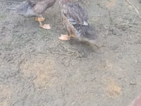 Ducks — Foto 3