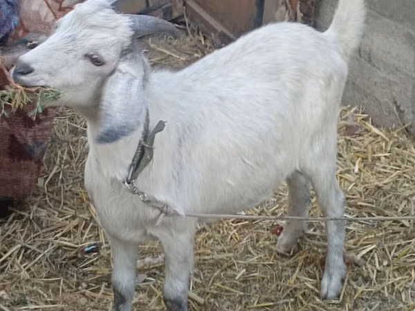 山羊（批次，未指定性别）, Goats
