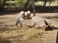 公羊, Baerchuke sheep — 照片 3